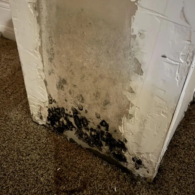 Professional Mold Removal in Carrizozo, NM